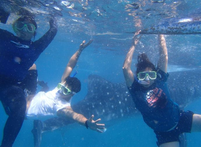 whale shark